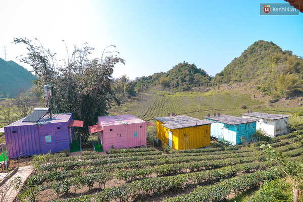 Lên Mộc Châu, ngủ nhà container đầy sắc màu giữa rừng mận trắng, cải vàng - Ảnh 7.