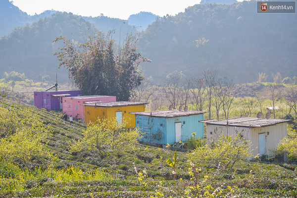 Lên Mộc Châu, ngủ nhà container đầy sắc màu giữa rừng mận trắng, cải vàng - Ảnh 13.